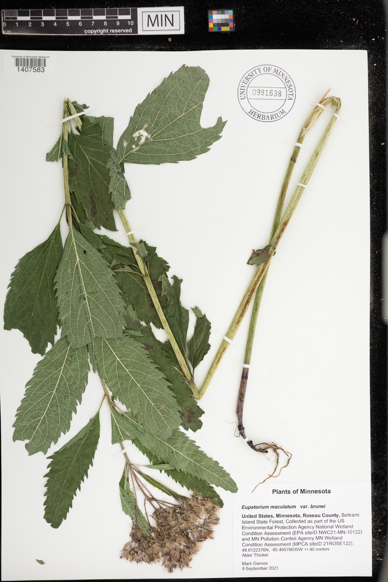 Eutrochium maculatum var. bruneri photo 6