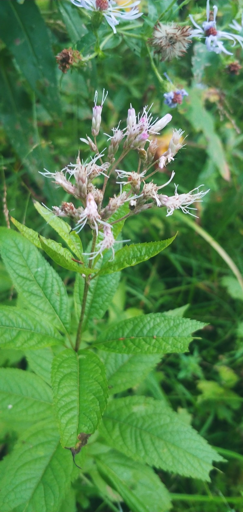 Eutrochium maculatum var. foliosum
