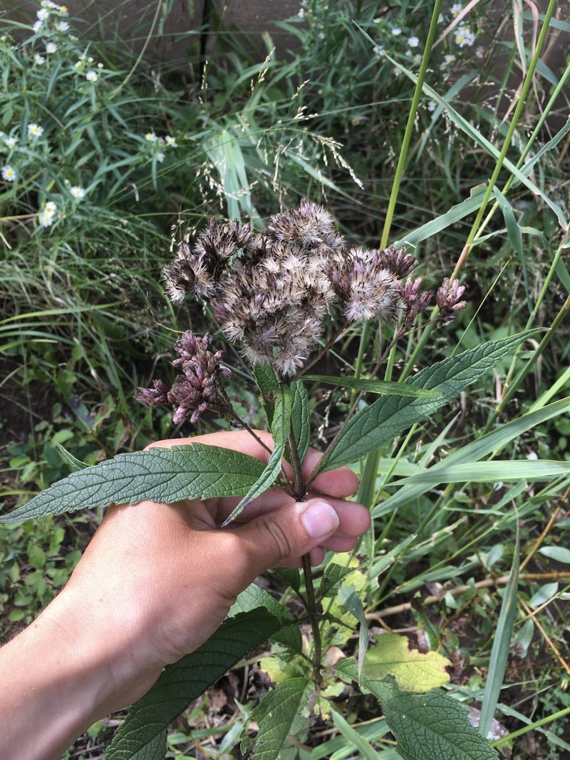 Eutrochium maculatum var. foliosum photo 2
