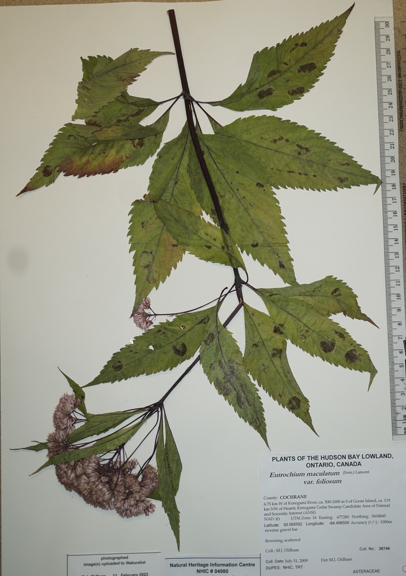 Eutrochium maculatum var. foliosum photo 3