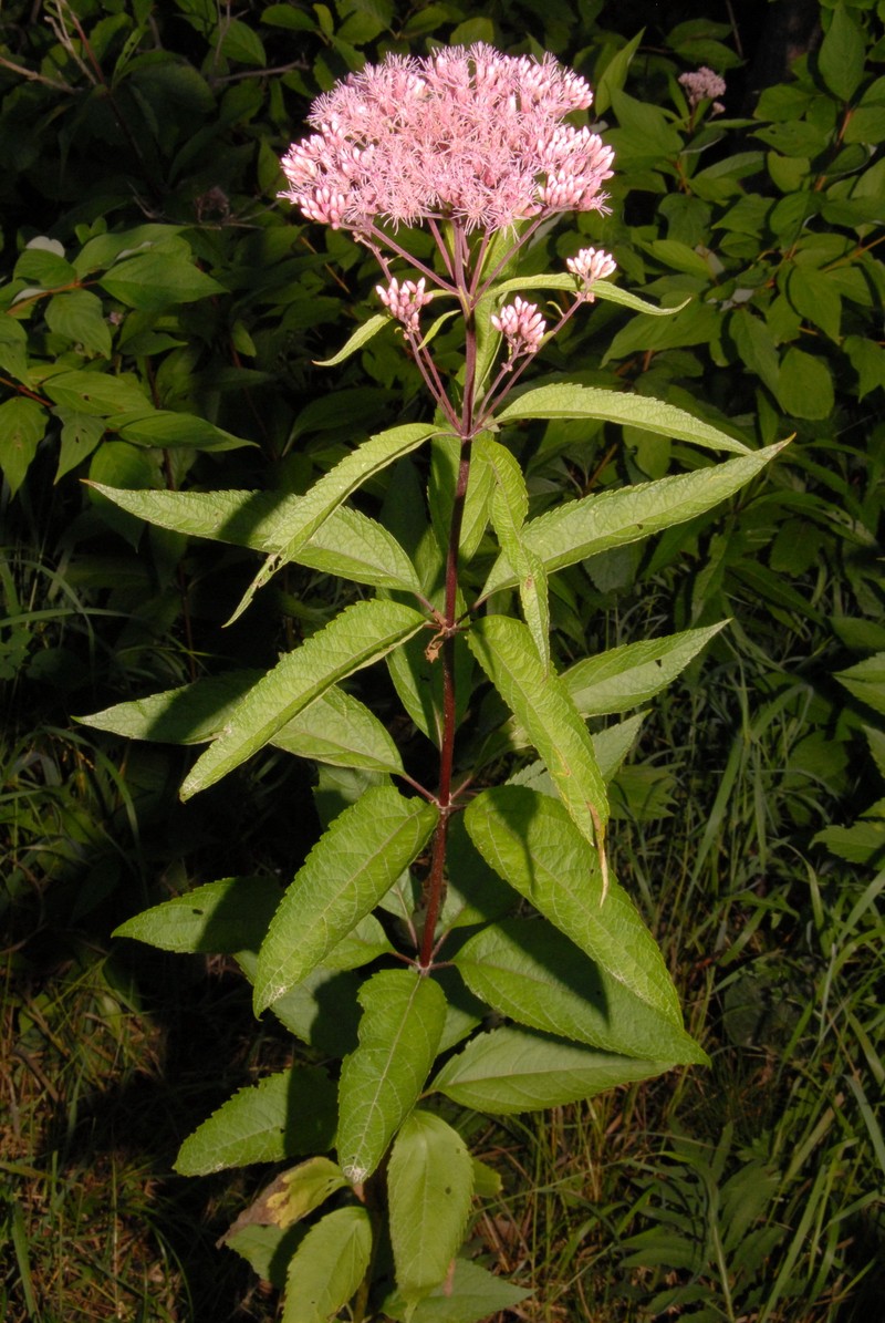 Eutrochium maculatum var. foliosum photo 4