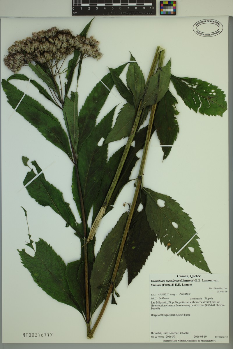 Eutrochium maculatum var. foliosum photo 5