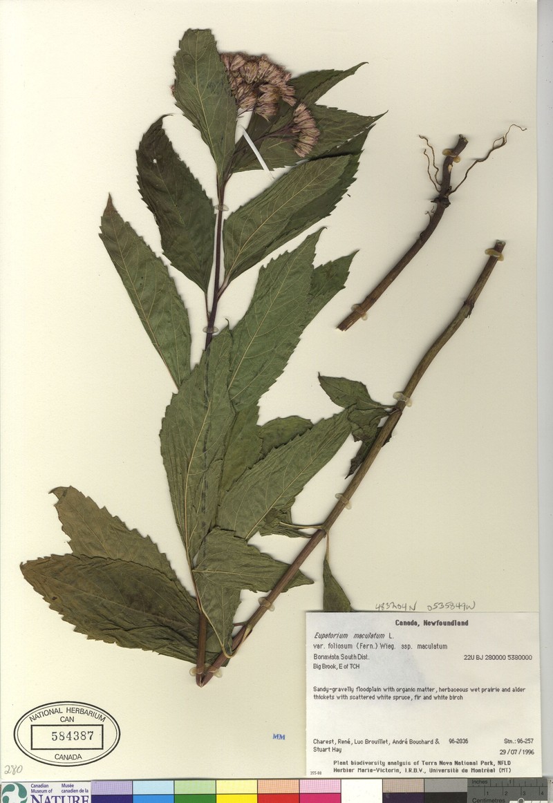 Eutrochium maculatum var. foliosum photo 6