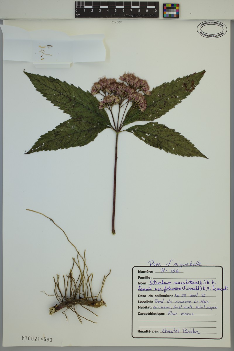 Eutrochium maculatum var. foliosum photo 7
