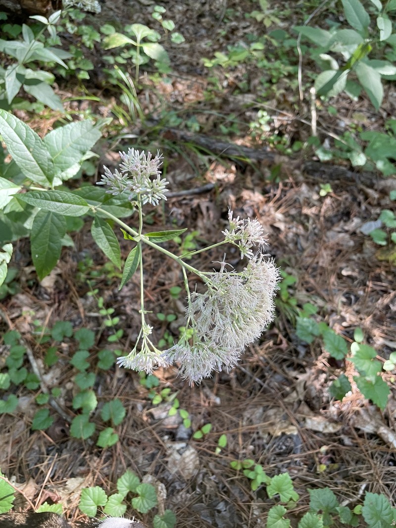 Eutrochium purpureum var. carolinianum
