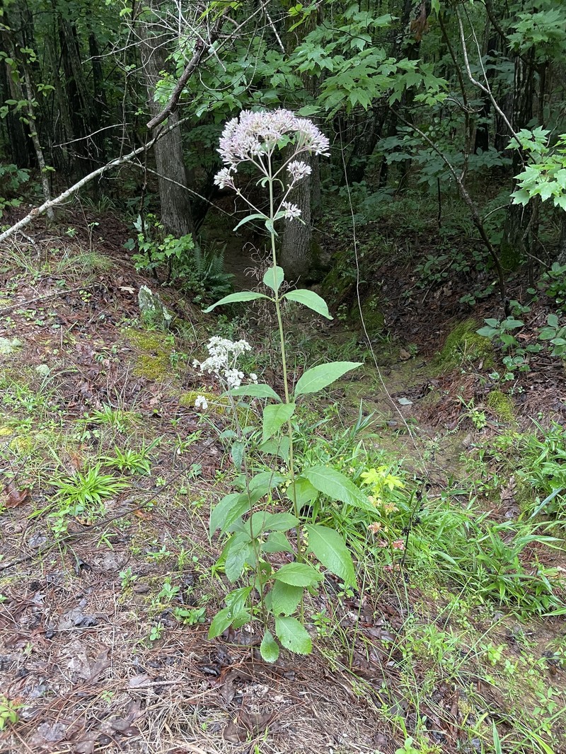 Eutrochium purpureum var. carolinianum photo 2