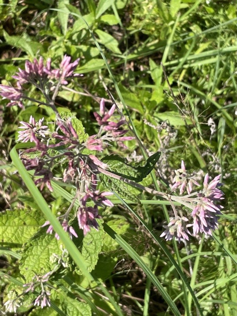 Eutrochium purpureum var. carolinianum photo 3