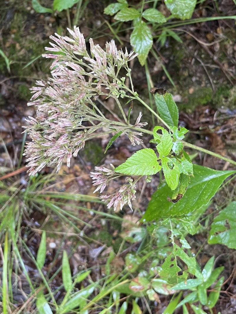 Eutrochium purpureum var. carolinianum photo 4