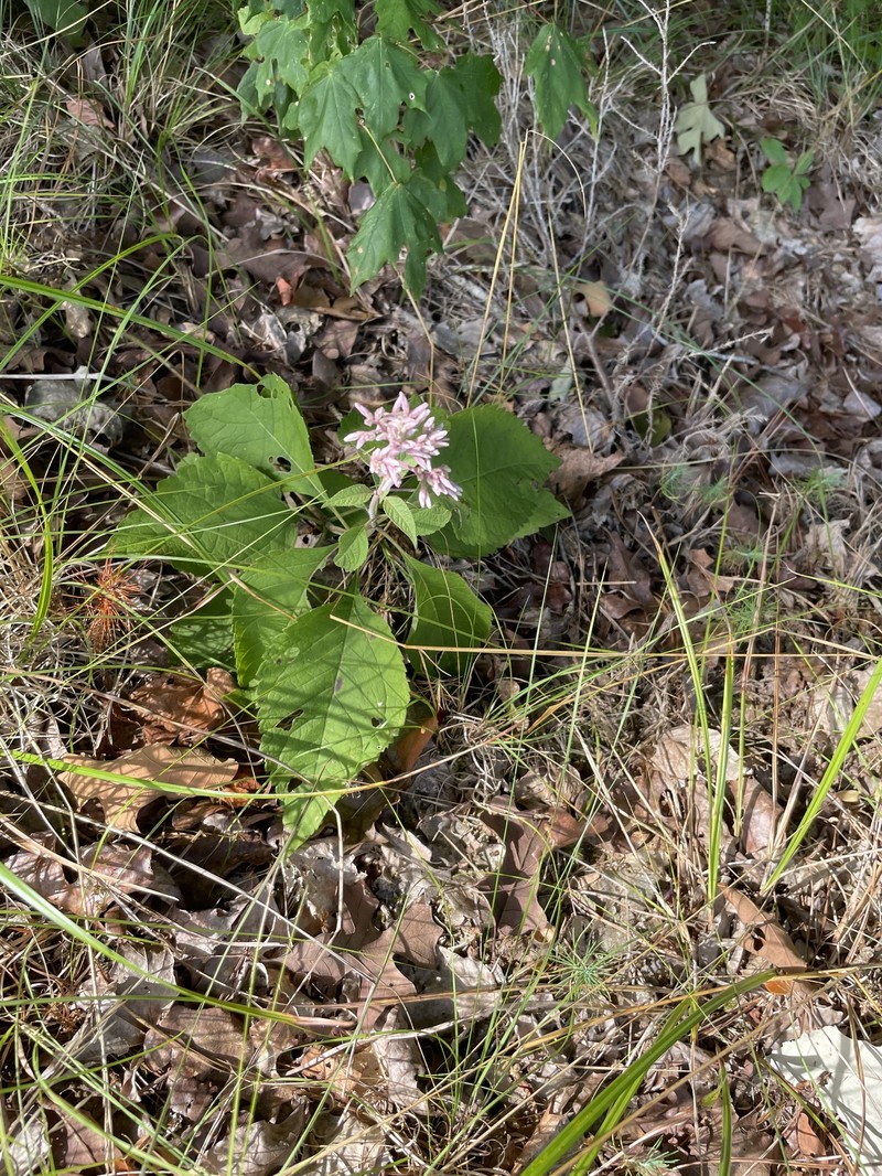 Eutrochium purpureum var. carolinianum photo 7