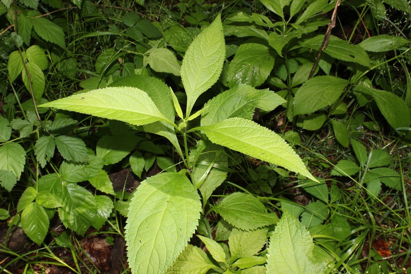 Eutrochium purpureum var. holzingeri