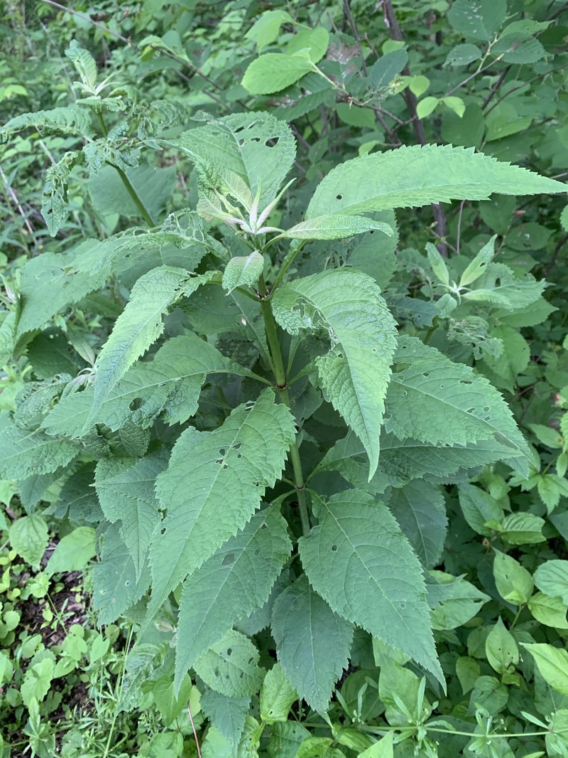Eutrochium purpureum var. holzingeri photo 2