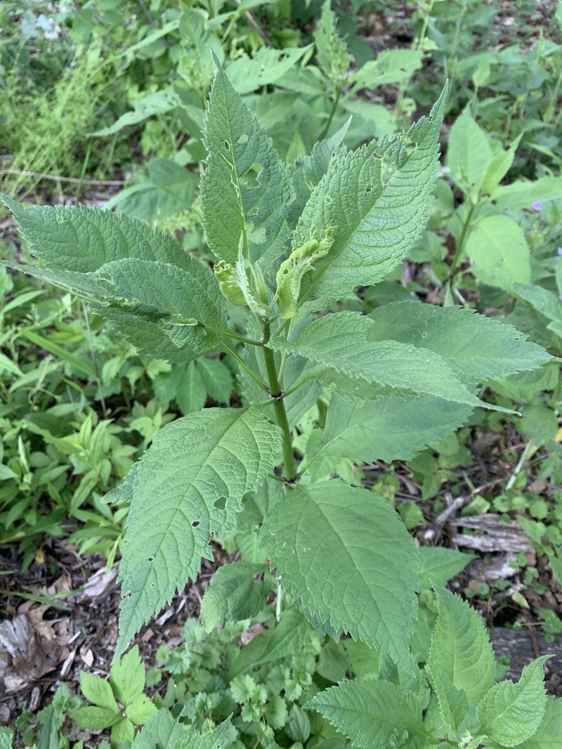 Eutrochium purpureum var. holzingeri photo 3