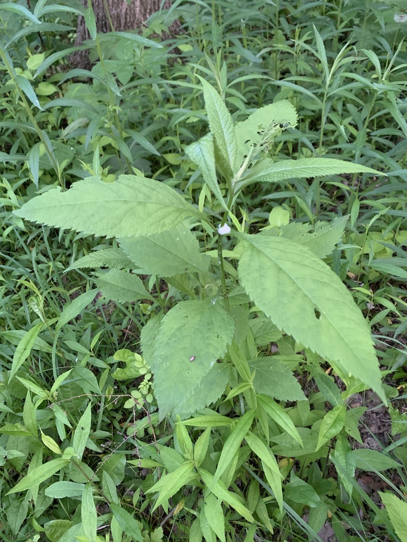 Eutrochium purpureum var. holzingeri photo 4