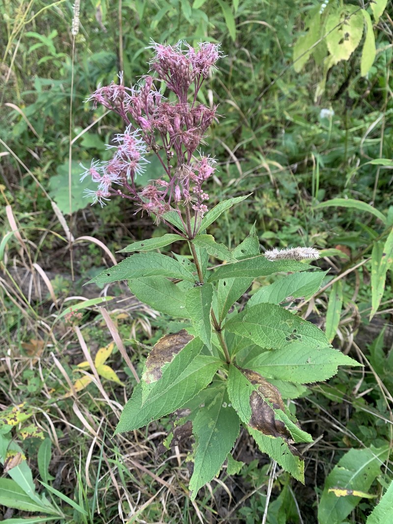 Eutrochium purpureum var. holzingeri photo 5