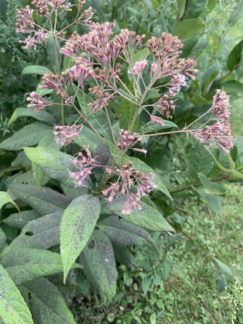 Eutrochium purpureum var. holzingeri photo 6