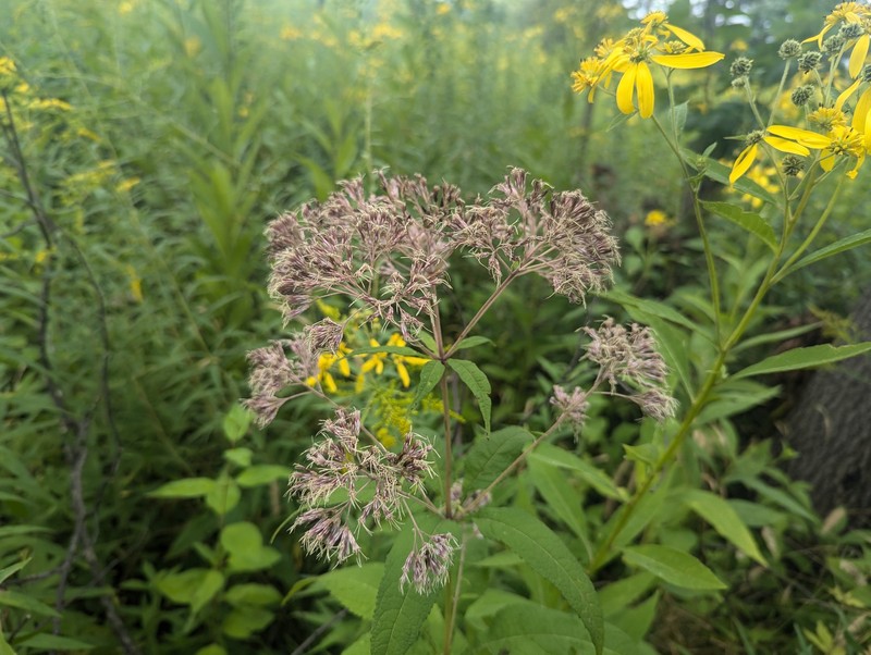 Eutrochium purpureum var. holzingeri photo 7
