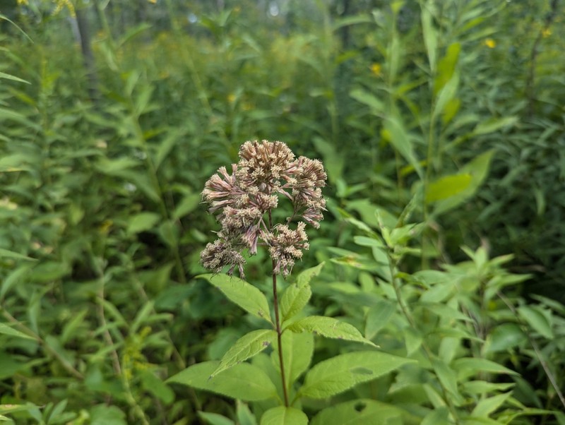 Eutrochium purpureum var. holzingeri photo 8