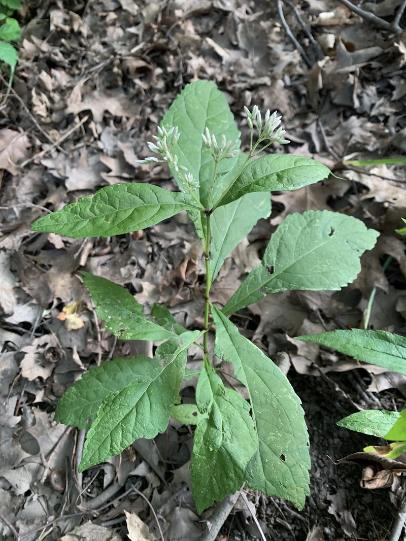 Eutrochium purpureum var. purpureum photo 2