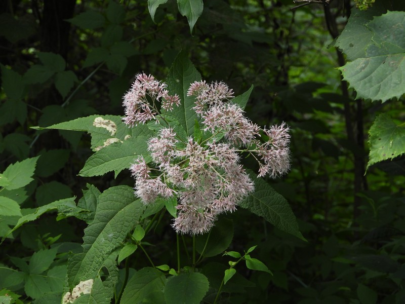 Eutrochium purpureum var. purpureum photo 3