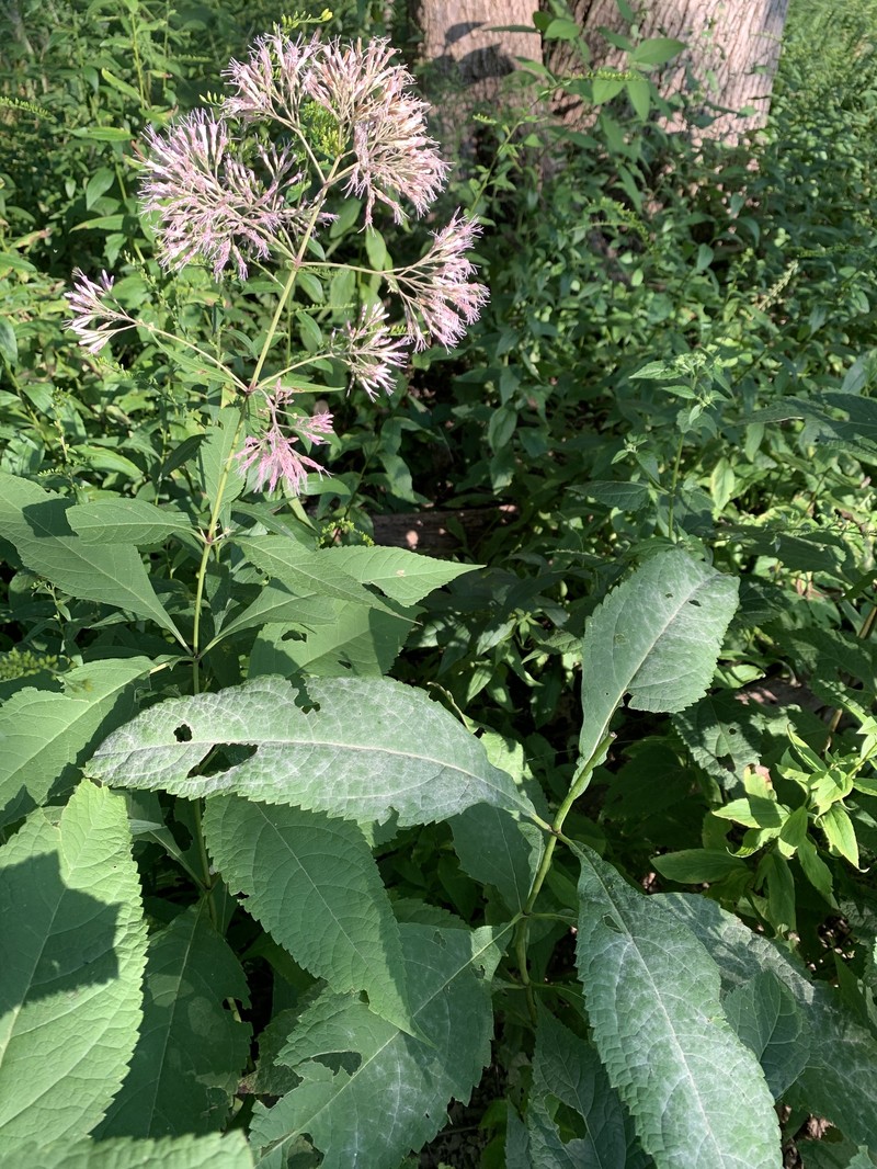 Eutrochium purpureum var. purpureum photo 4