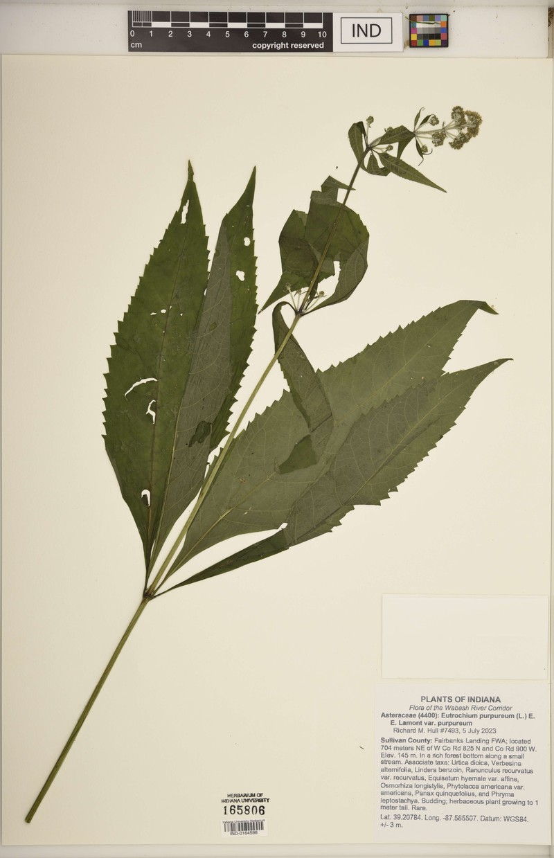 Eutrochium purpureum var. purpureum photo 8