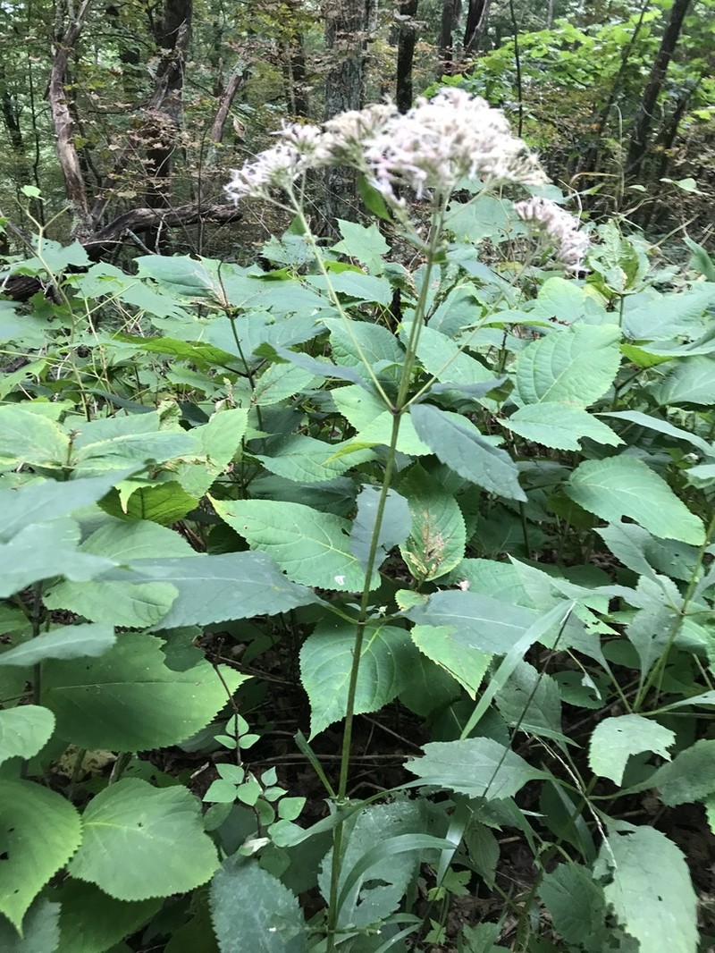 Steele's Eupatorium