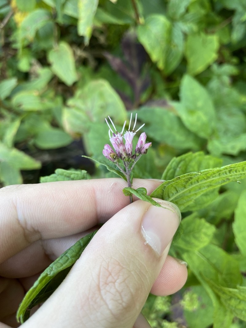 Steele's Eupatorium photo 3