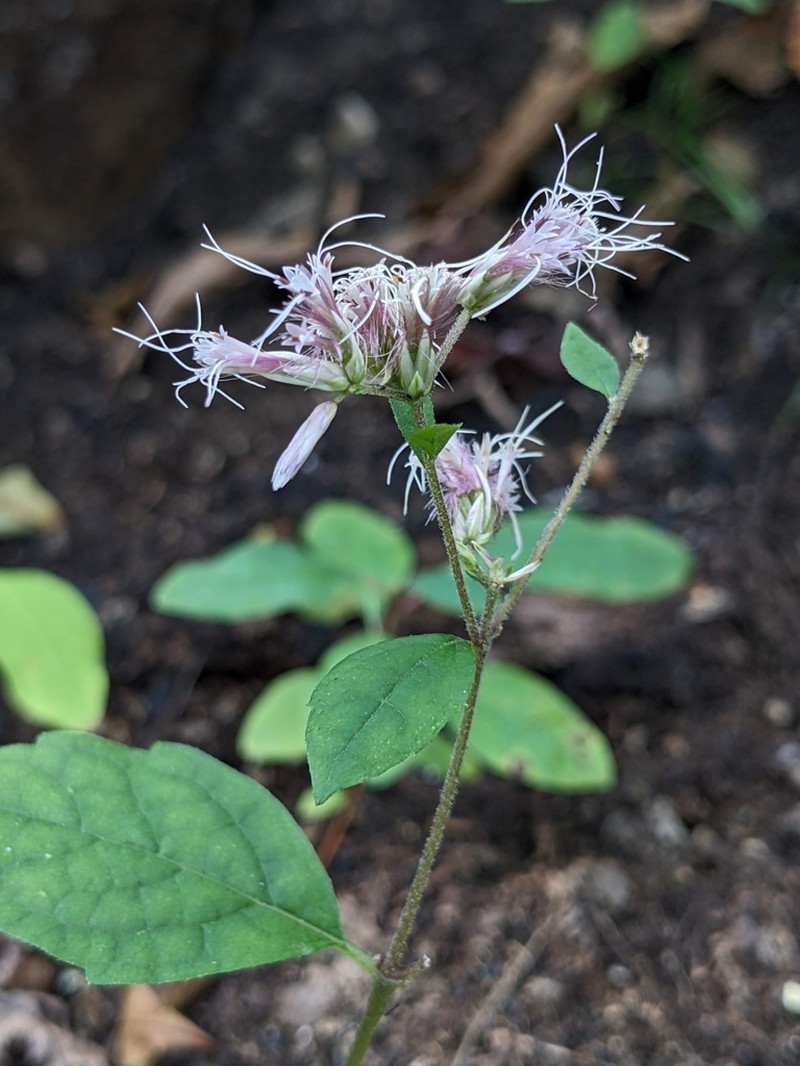 Steele's Eupatorium photo 5