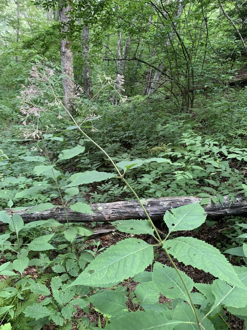Steele's Eupatorium photo 6