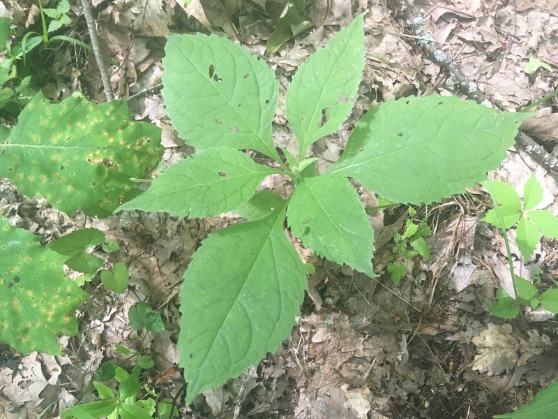 Steele's Eupatorium photo 7