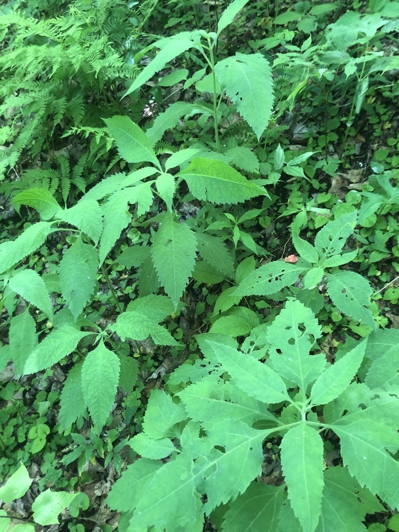 Steele's Eupatorium photo 8