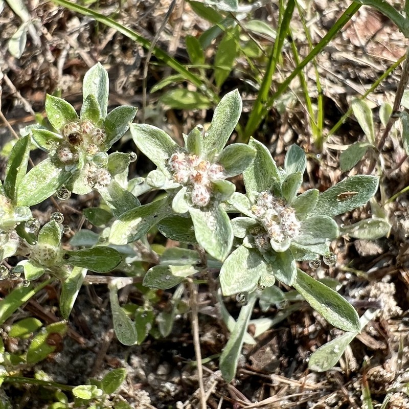 Silver Pygmycudweed