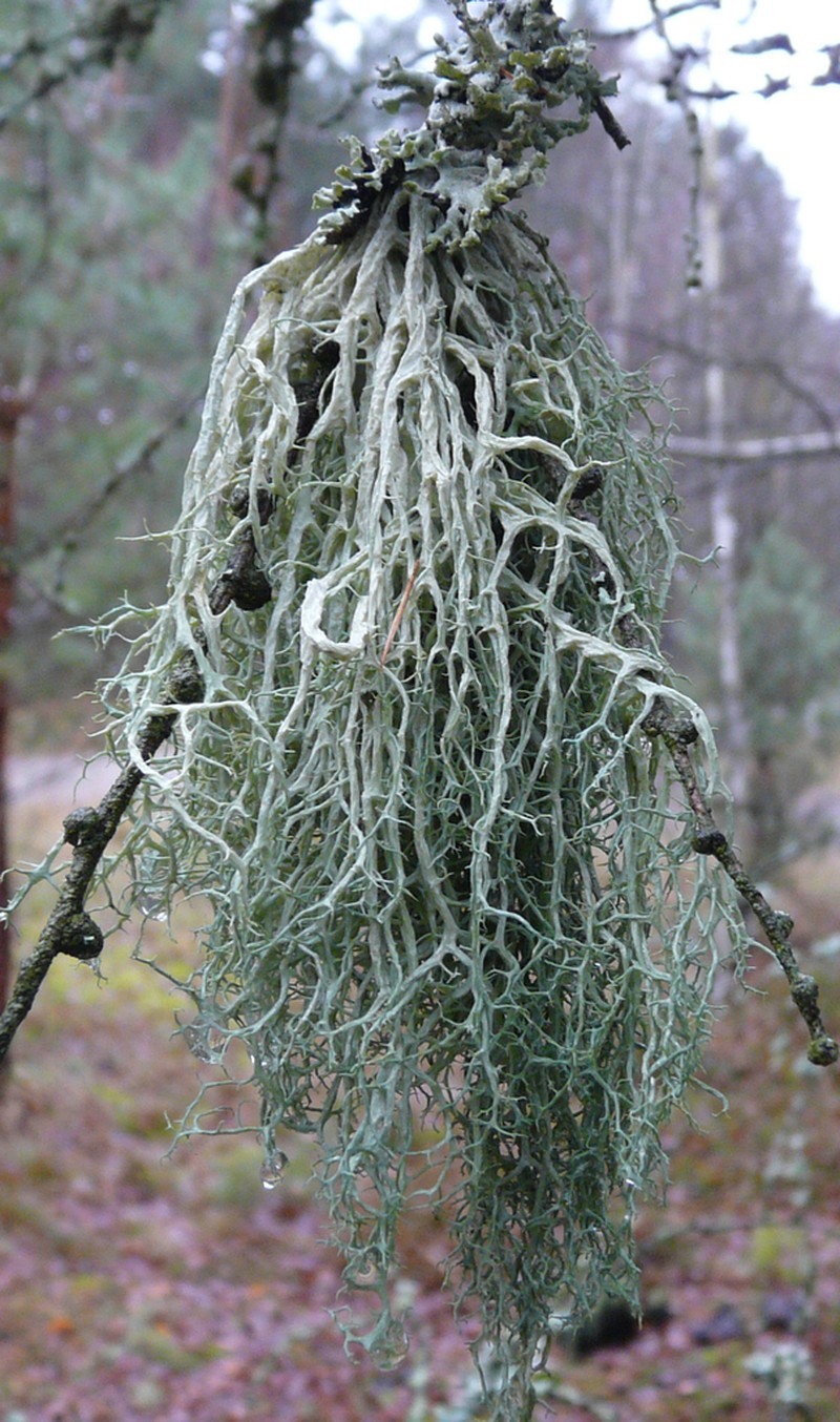 Ring Lichen