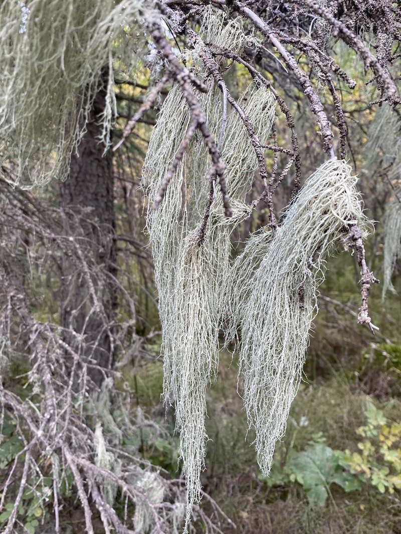Ring Lichen photo 2