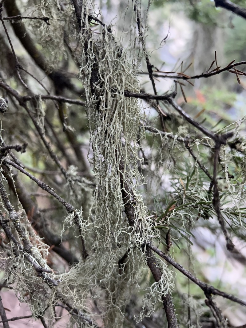 Ring Lichen photo 3