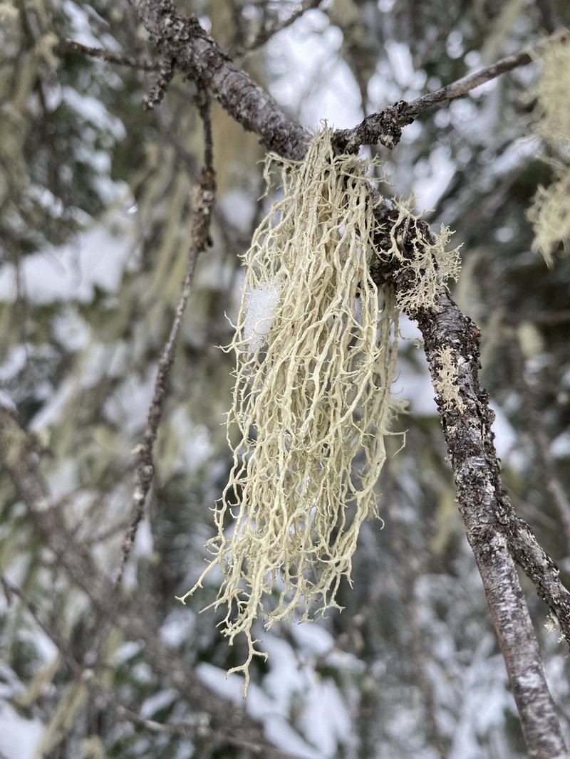 Ring Lichen photo 4