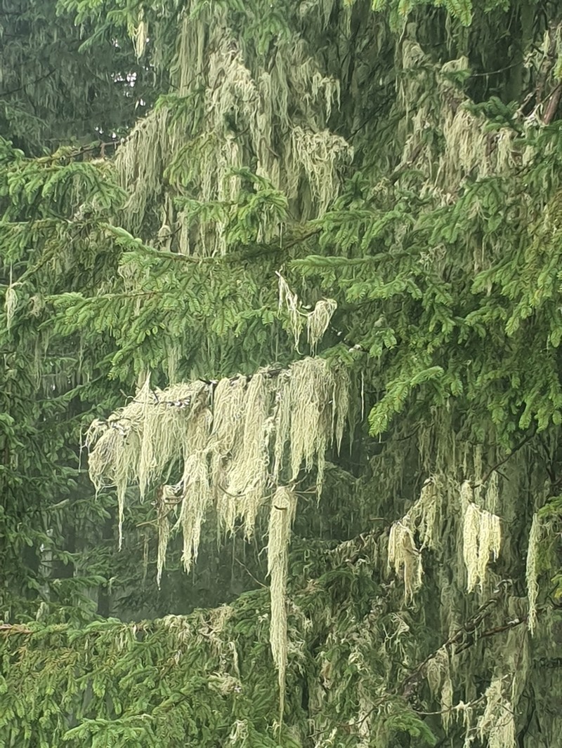 Ring Lichen photo 5