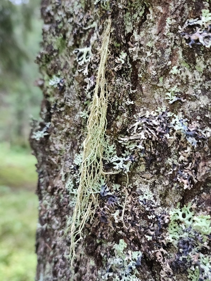 Ring Lichen photo 6