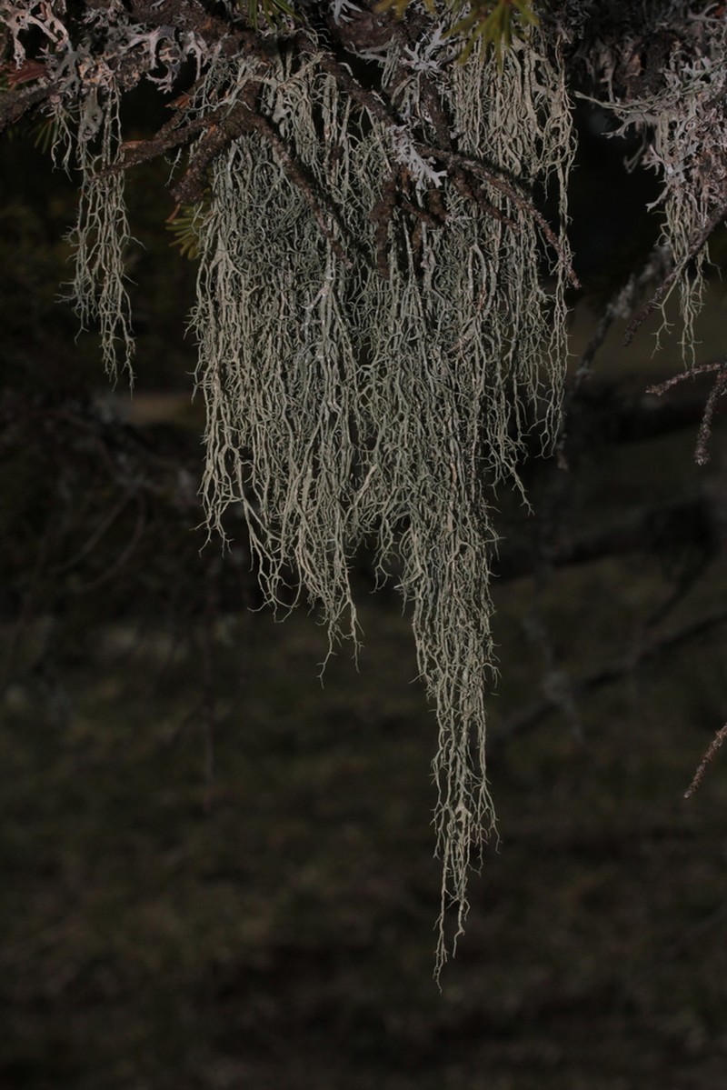 Ring Lichen photo 7