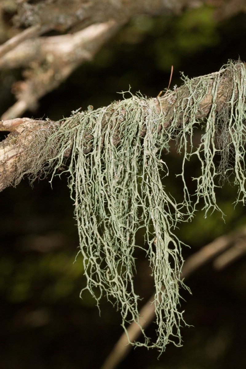 Ring Lichen photo 8