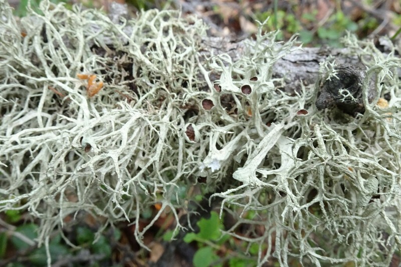 Ring Lichen