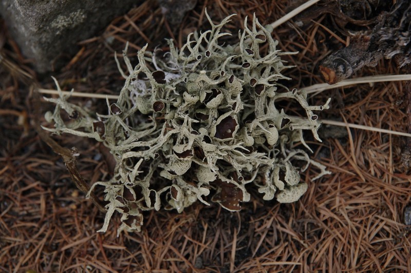 Ring Lichen photo 3