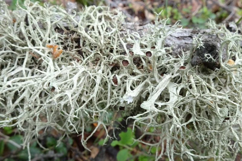 Ring Lichen photo 4