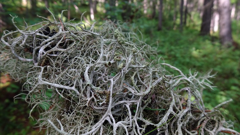 Ring Lichen photo 5