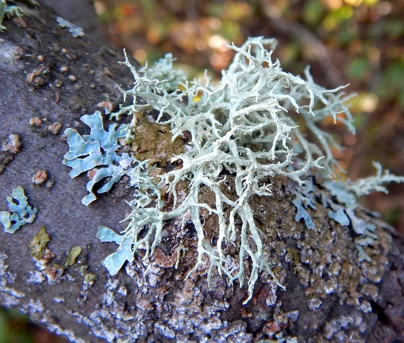 Ring Lichen