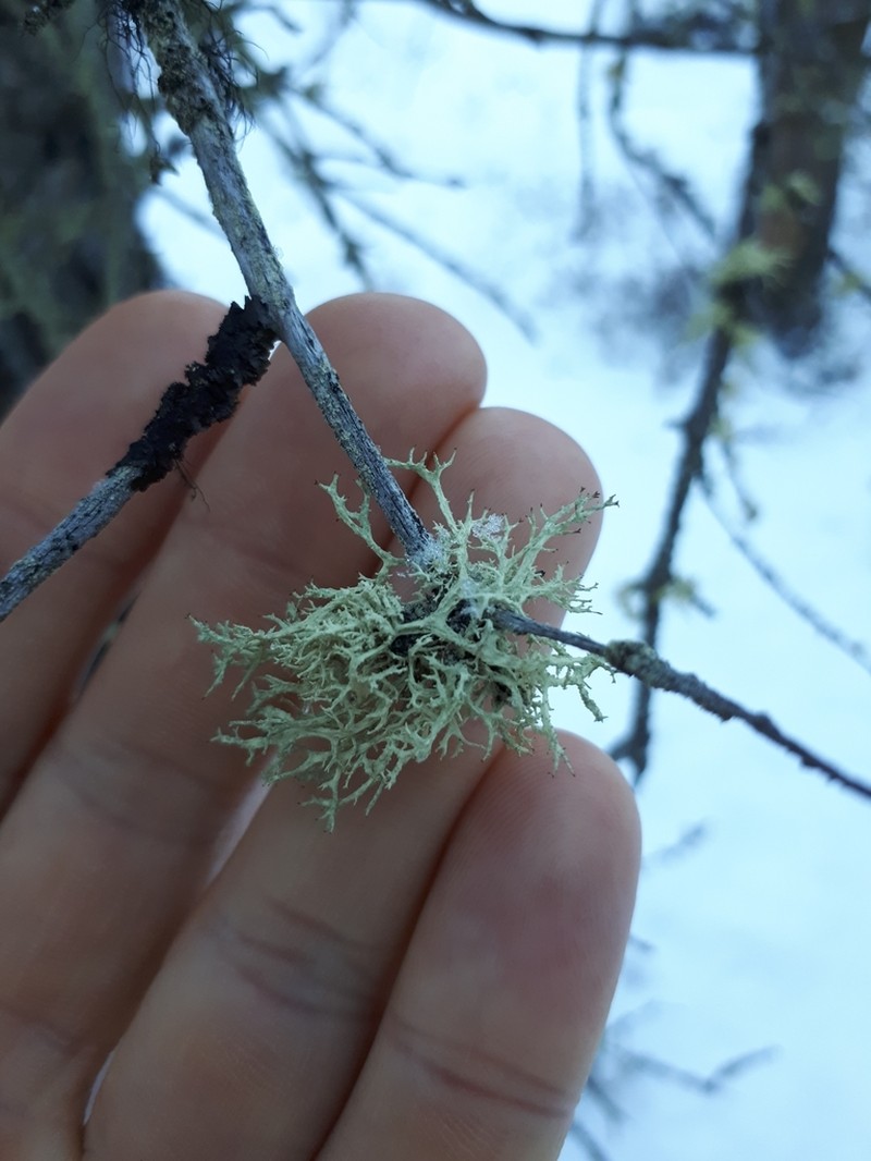 Ring Lichen photo 2