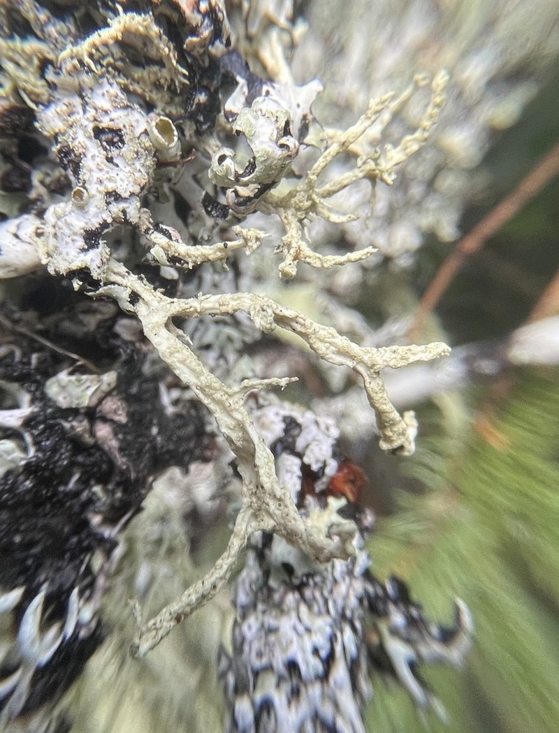 Ring Lichen photo 3