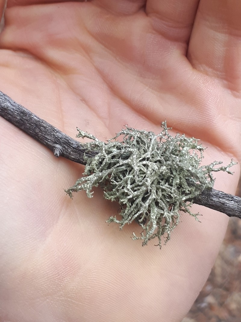 Ring Lichen photo 4
