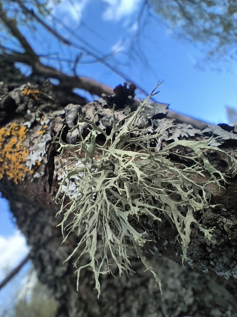 Ring Lichen photo 5