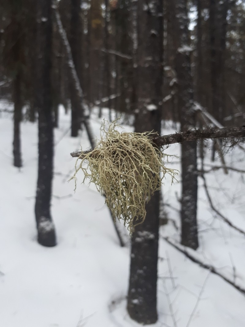 Ring Lichen photo 6